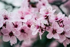 ‘Tuath Blossoms’ – Tuath Housing plants nearly 300 trees in the northeast region